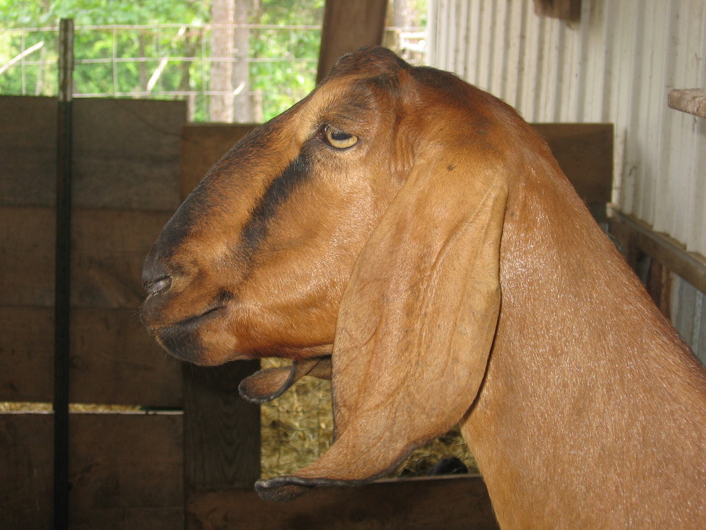 Layton Hollow Goat's Milk