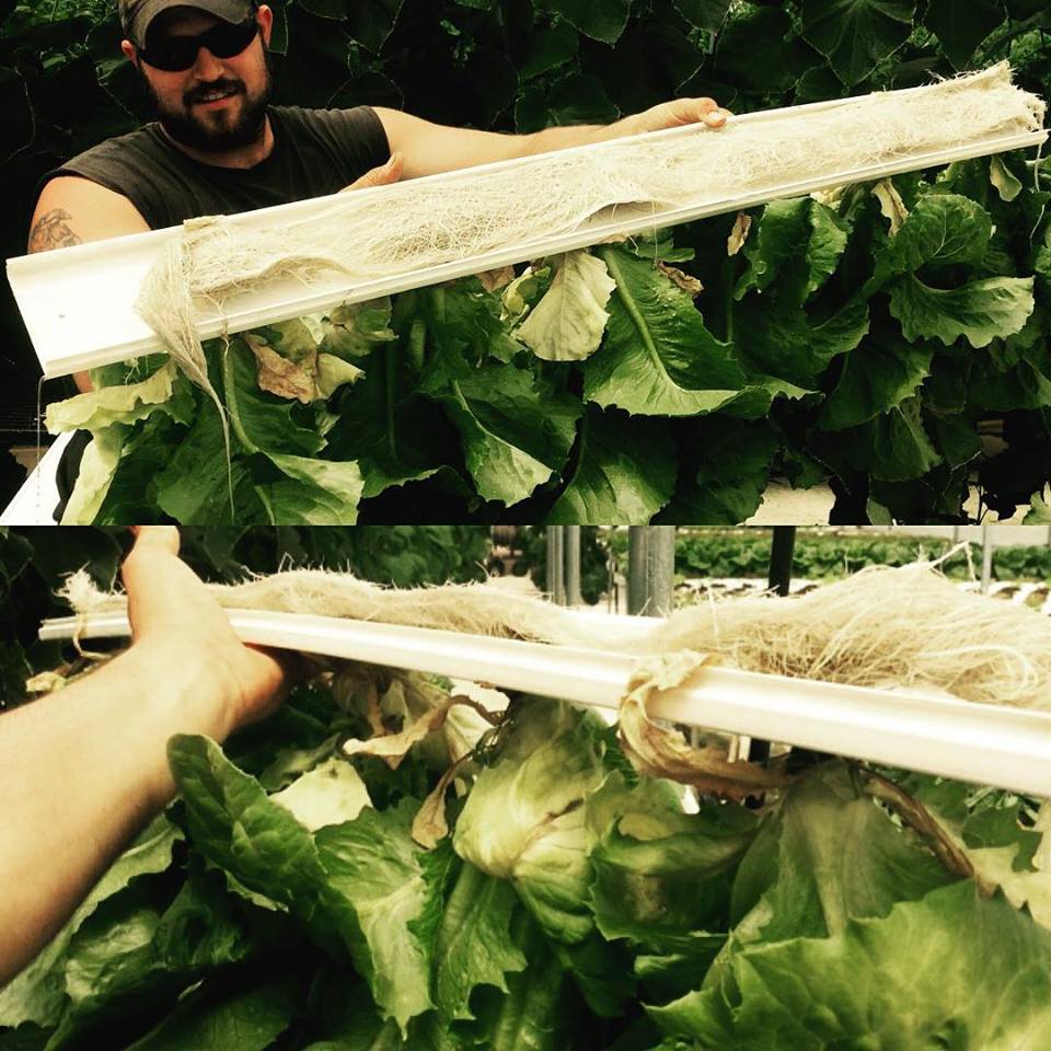 Ledgeview Gardens LLC