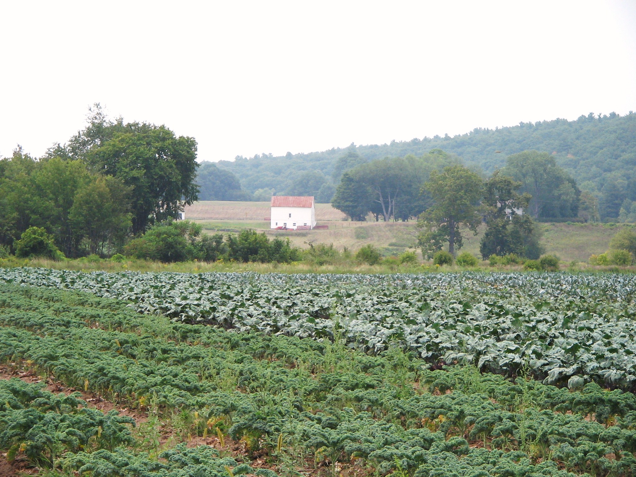 Lexington Avenue CSA