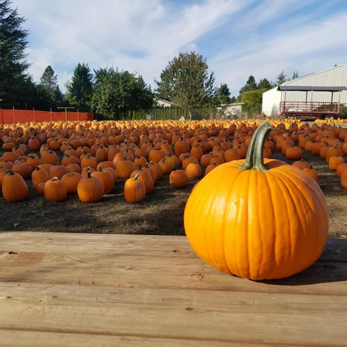 Liepold Farms