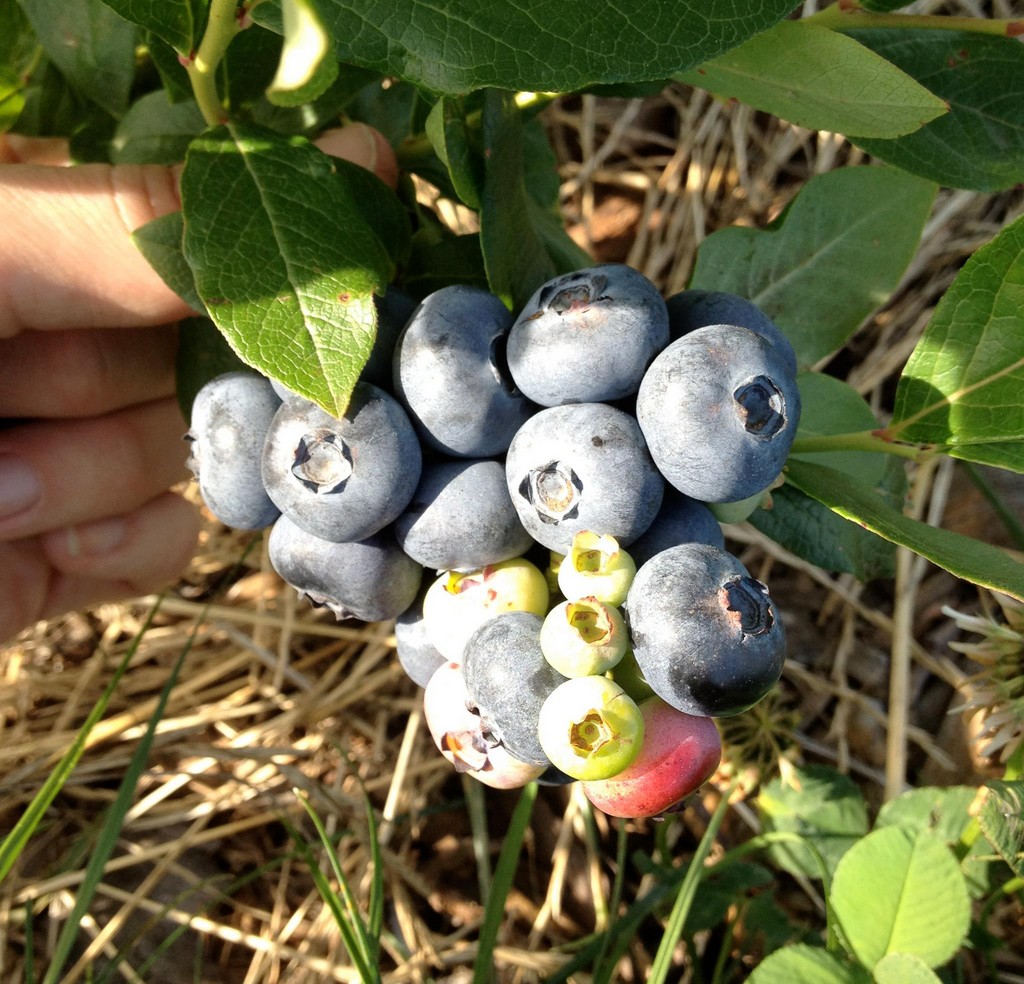 Little Hill Berry Farm