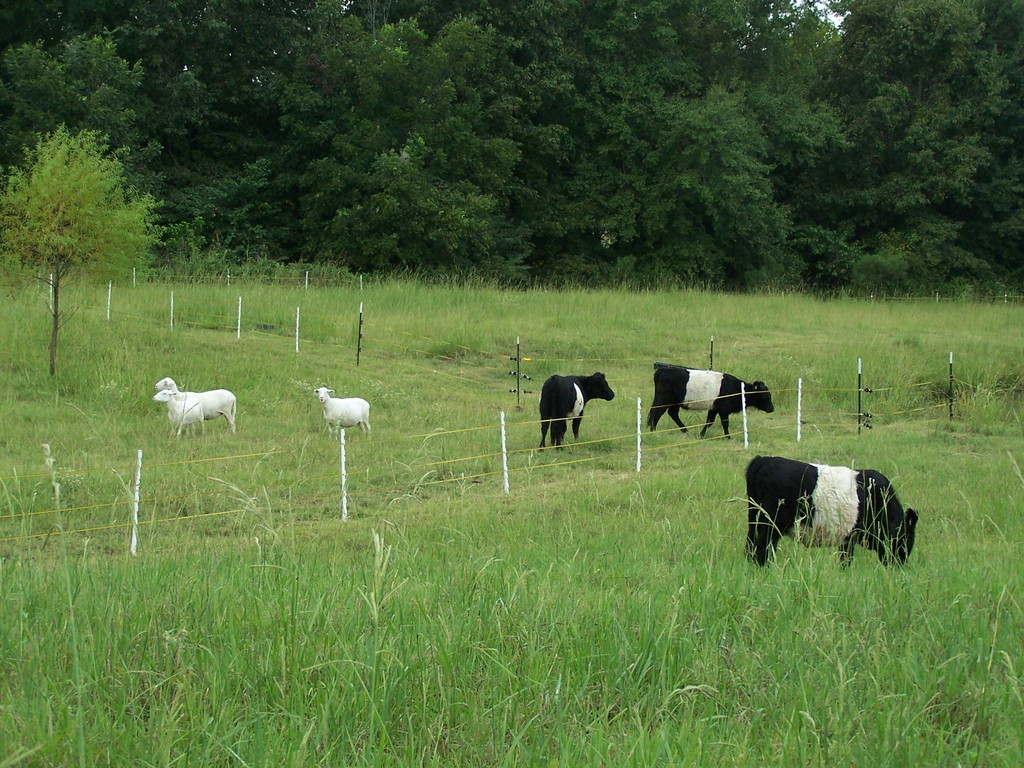 Livingston Springs Farm
