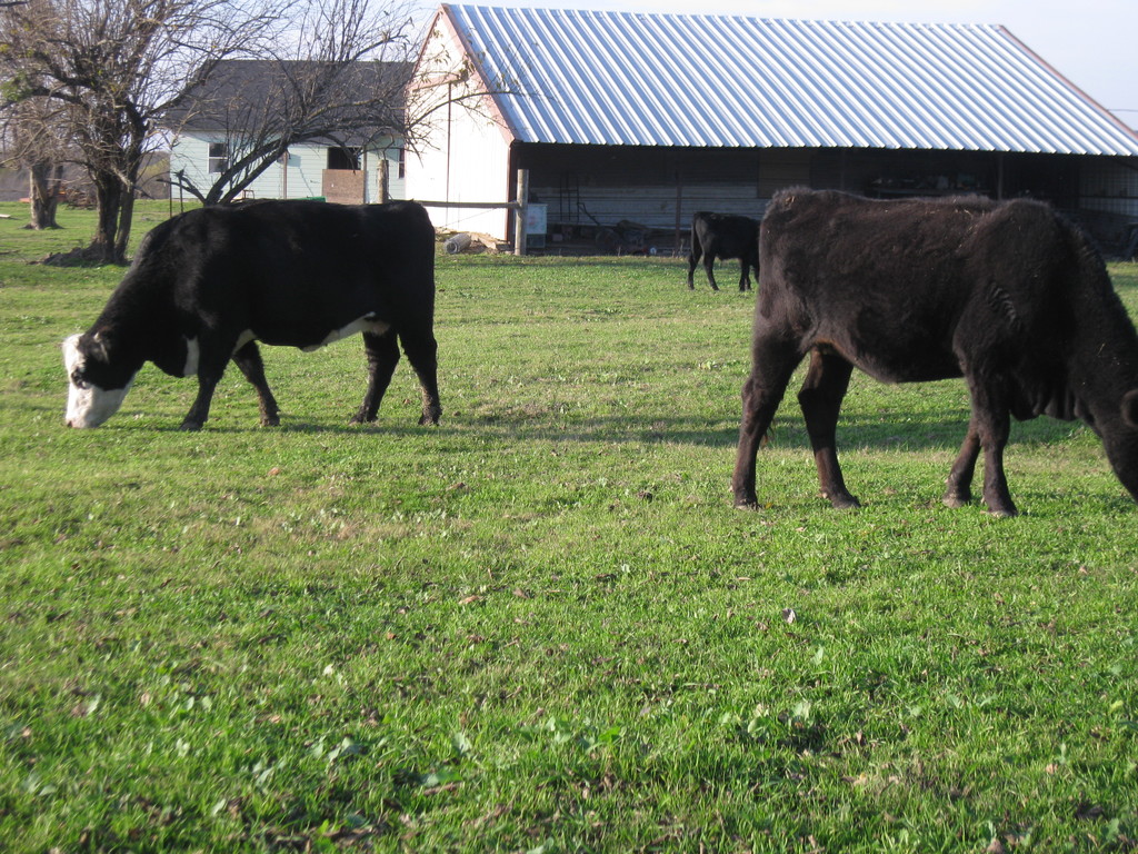 Lone Star Farm Natural Beef