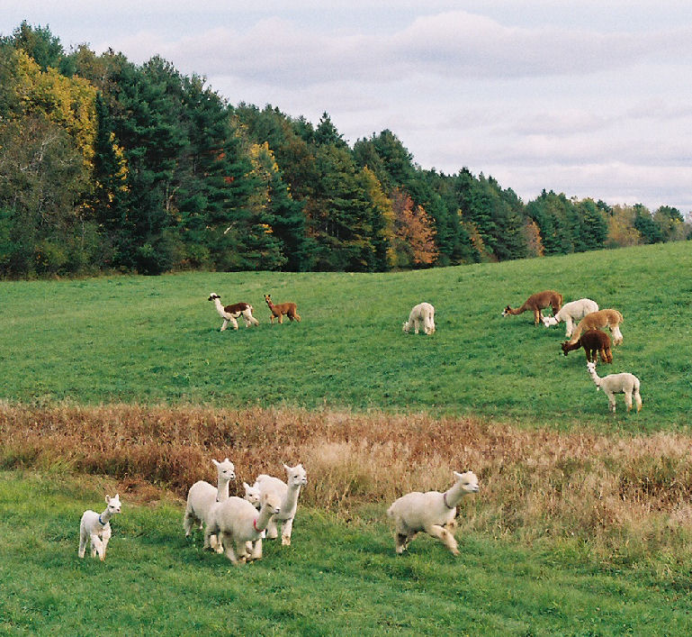 Longwoods Alpaca Farm, LLC