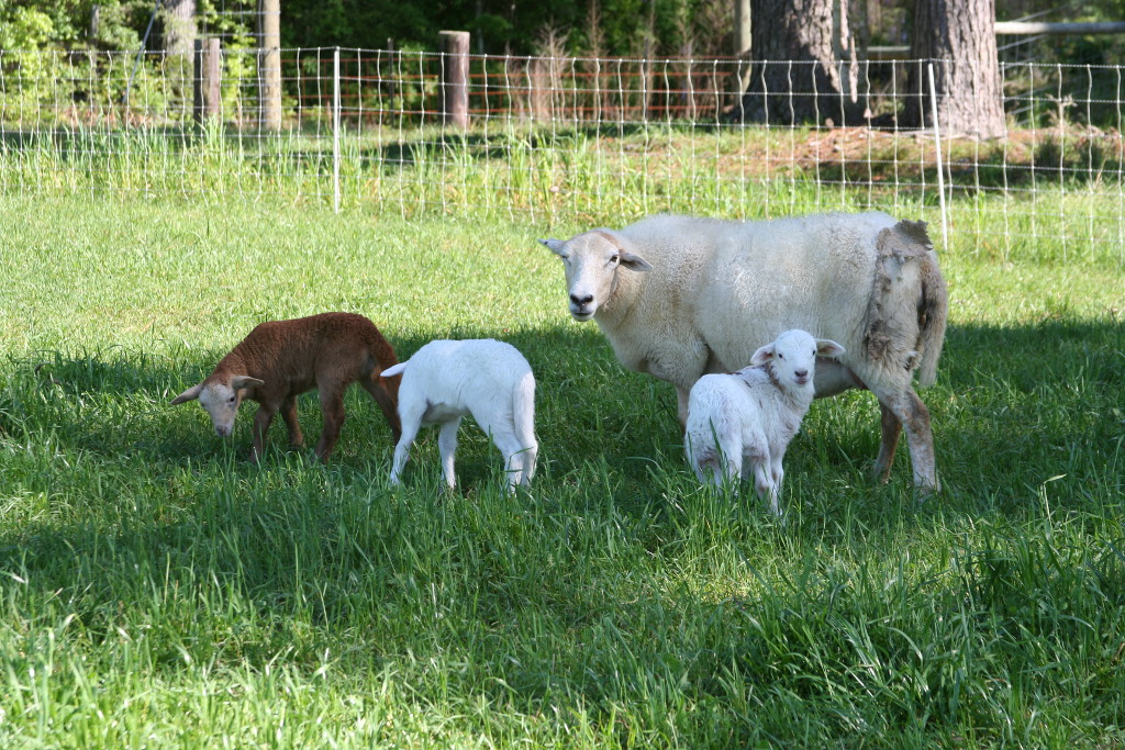 Lorens Longleaf Ranch