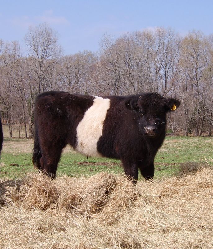 M4-D Ranch Pastured Beef