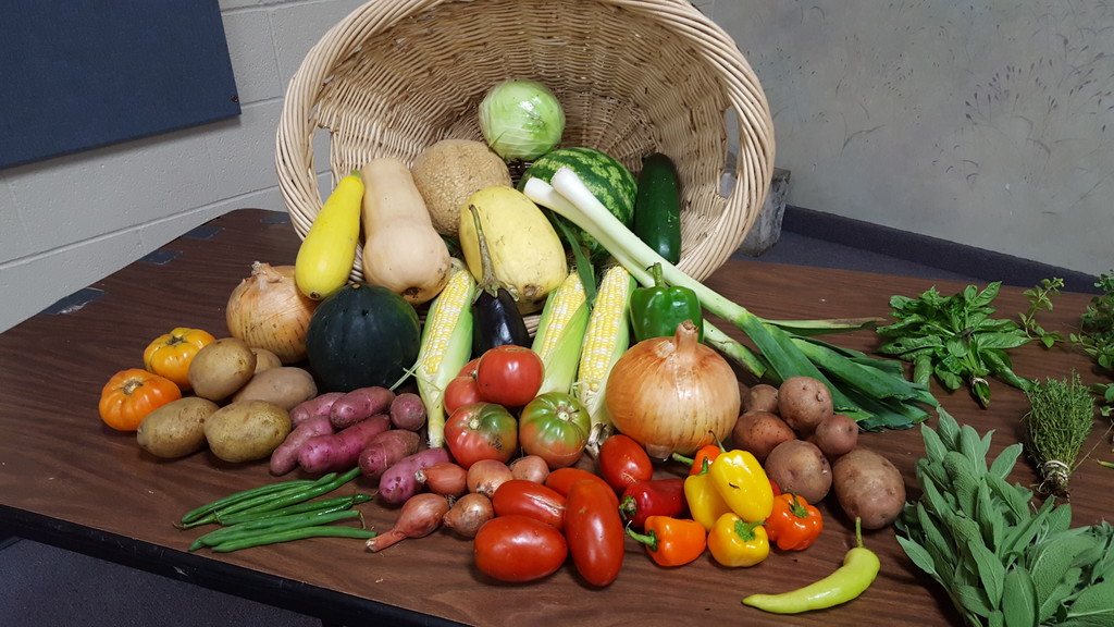 Maddox Sweet Corn Farm