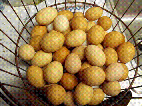 Maggie's Farm at Mulberry Creek