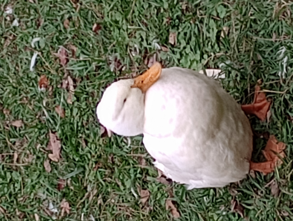 Mahon's Single Acre Farm