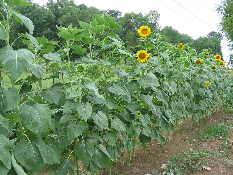 Mamushi Nature Farm