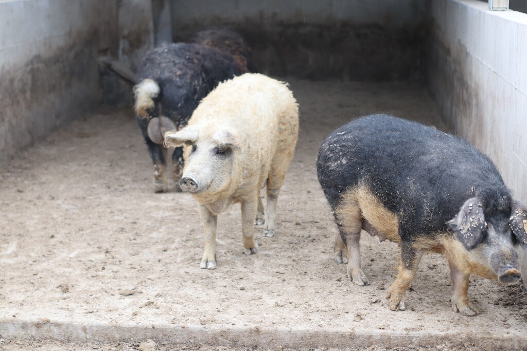 Mangalitsa by Mosefarm