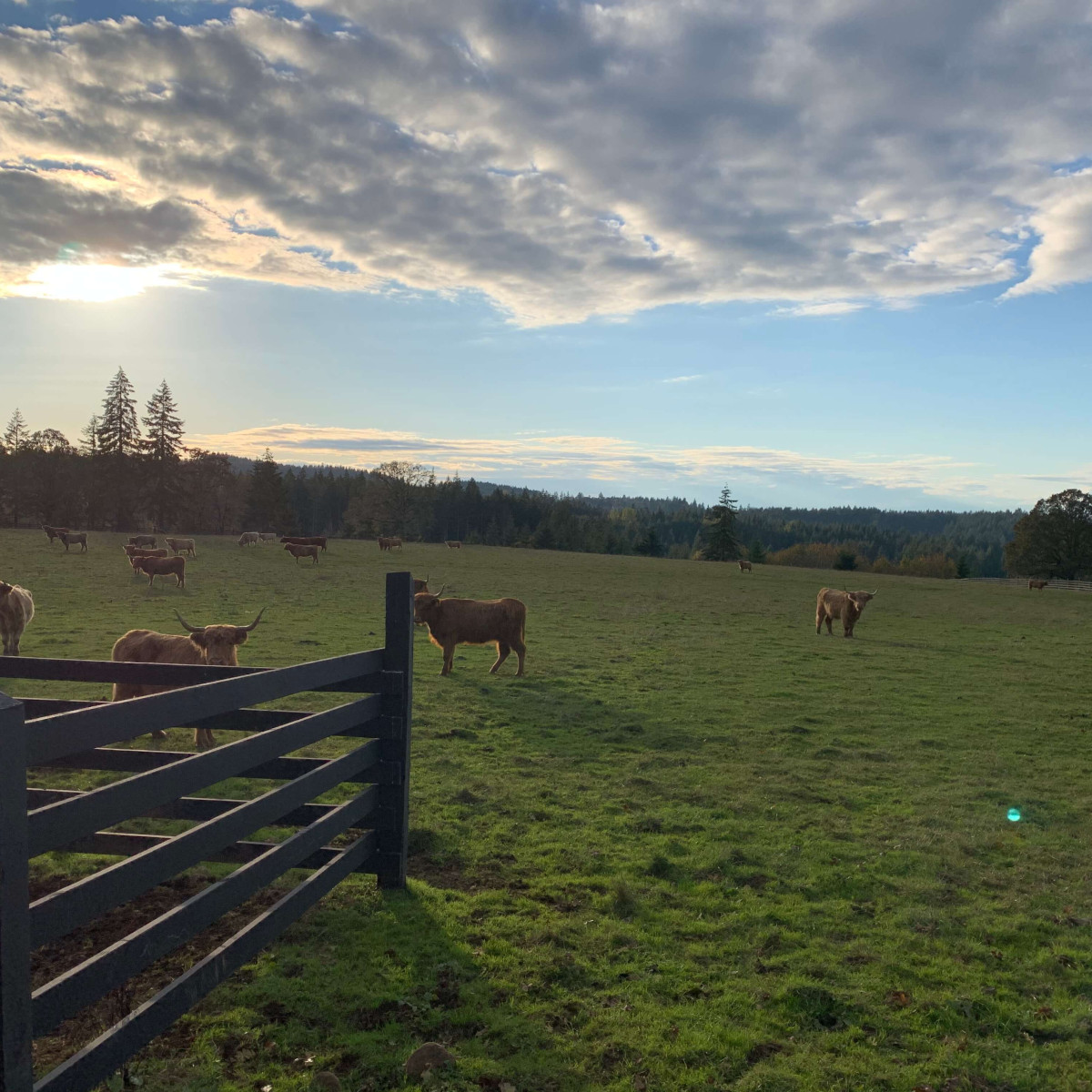 Martson Farm Highland Cattle