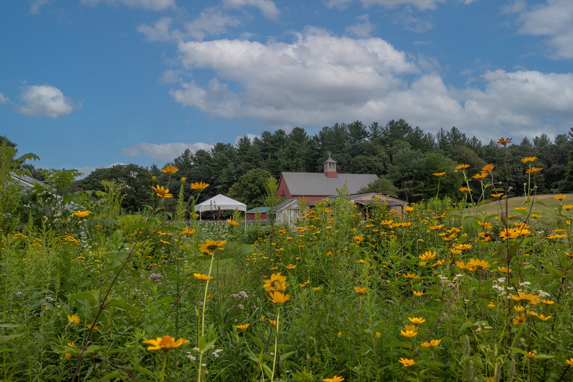 Mass Audubon's Drumlin Farm