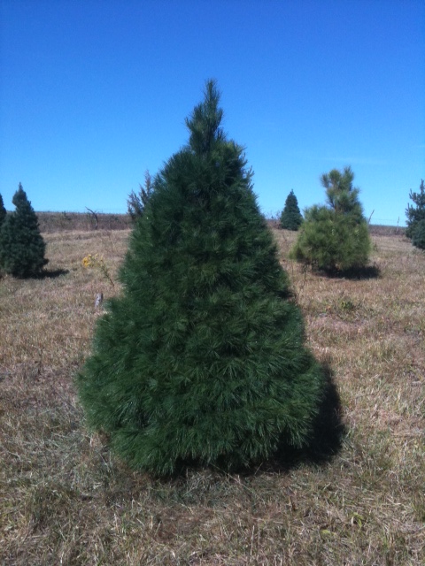 Mathews Christmas Trees & Wreaths