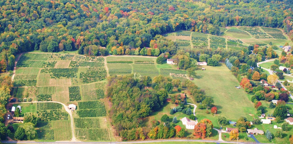 McConnell's Christmas Tree Farm