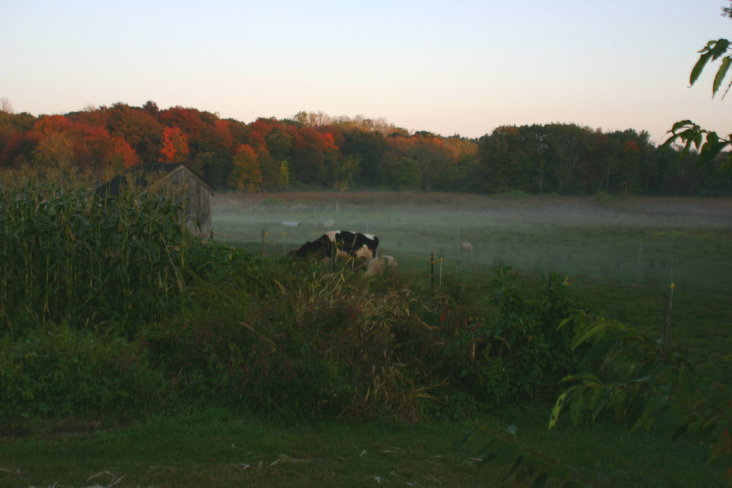Meadow Mist Farm