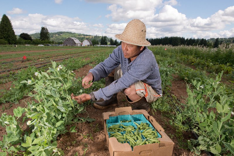 Mercy Corps Northwest Refuge Gardens