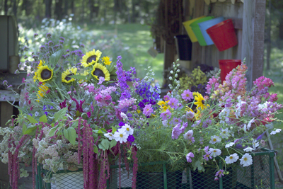 Michigan Flower Farm