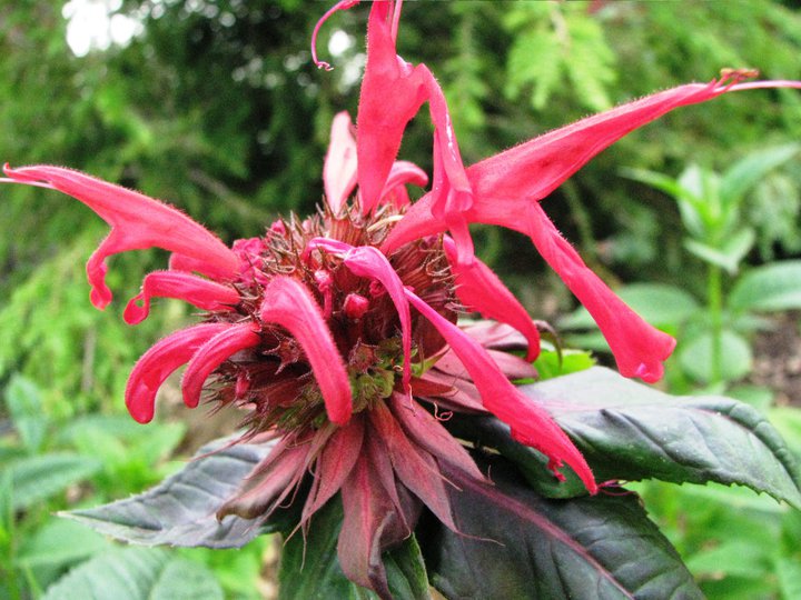 Mid Atlantic Native Plant Nursery