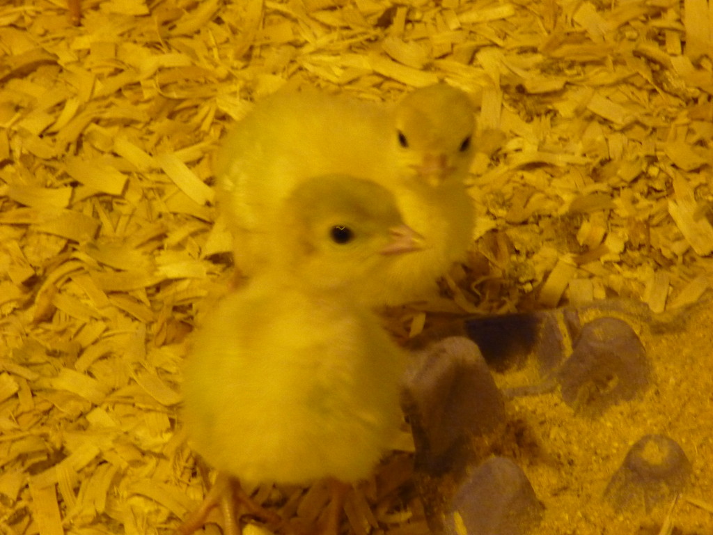 Miehlisch Turkey Farms