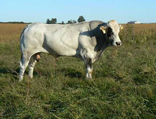 Missouri Grassfed Beef, LLC