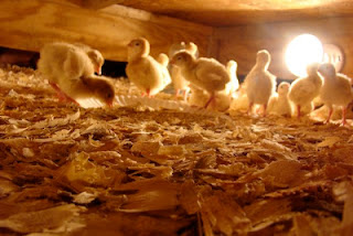 Morning Joy Farm