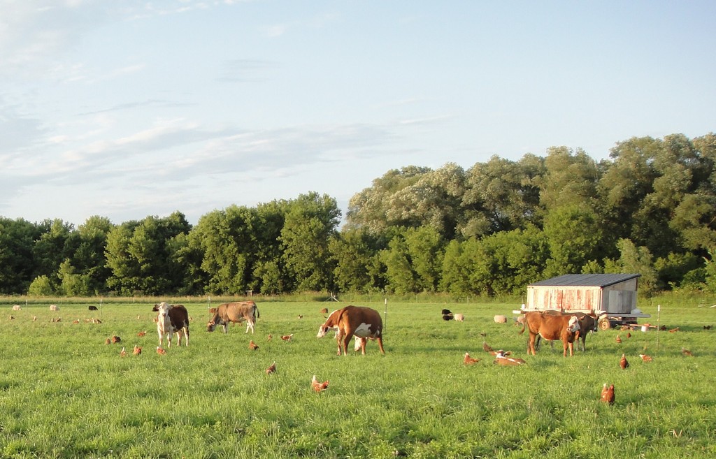 Morning Star Family Farm, LLC