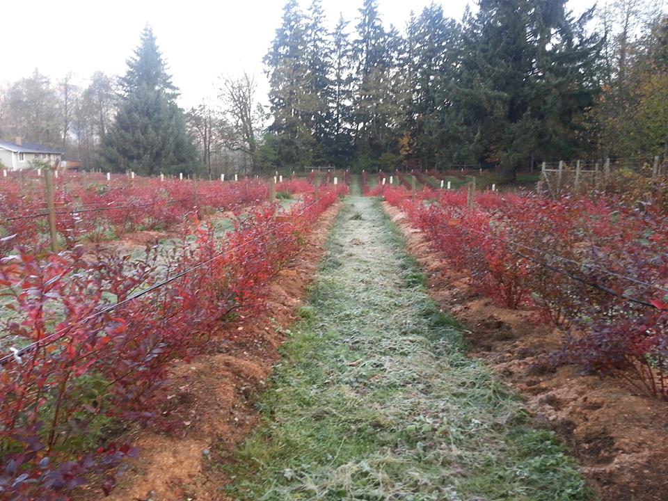 Mount Baker Berry Company, LLC