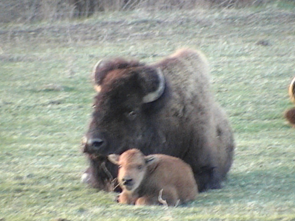Nature's Comeback Bison Ranch