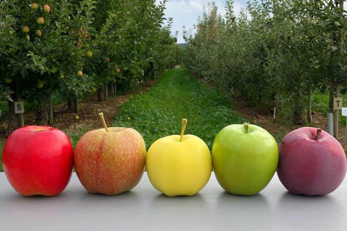Nelson's Blueberry Farm