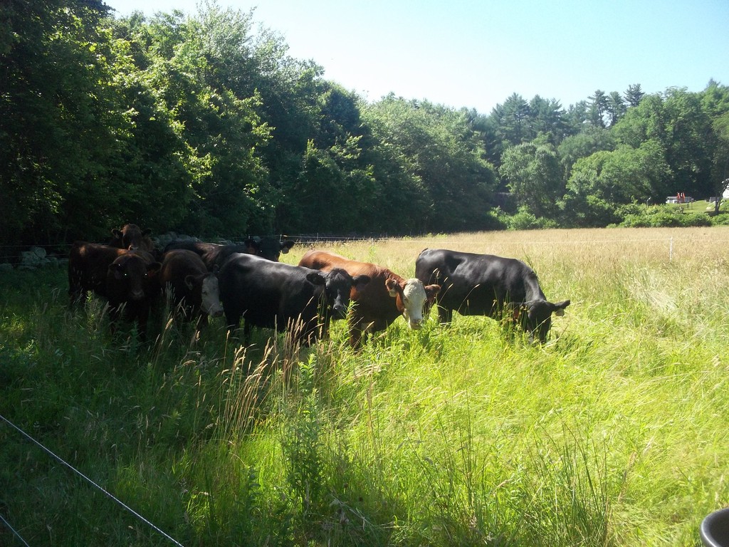 New England Grass Fed LLC