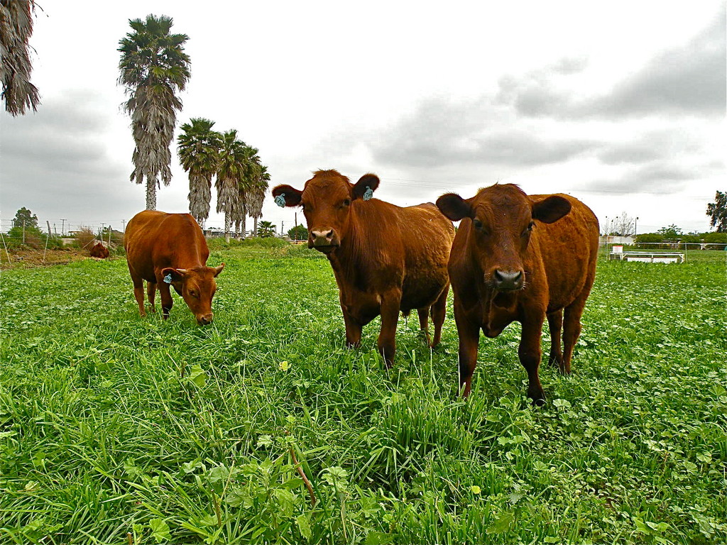 New Frontier Family Farm