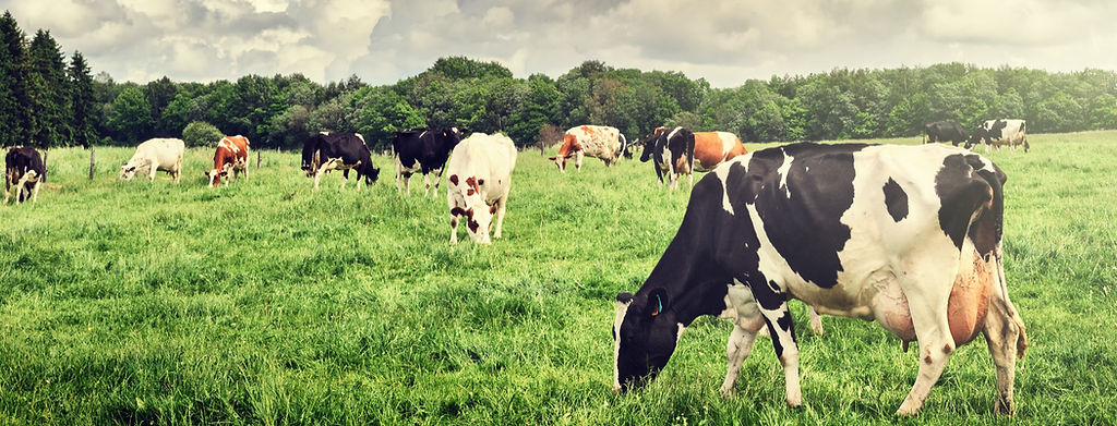 New Horizon Farm and Dairy