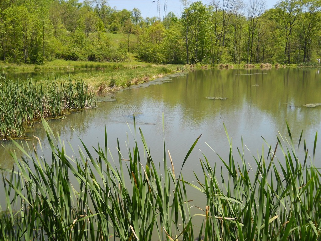 Nickel Valley Farm Resort