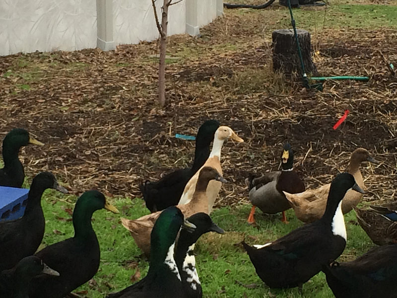 Nine Mile Farm - Fresh Duck Eggs