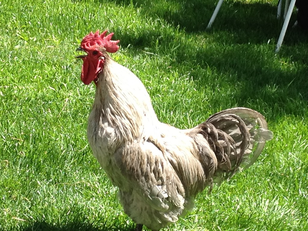 Nissiquassick Hill Farmstead