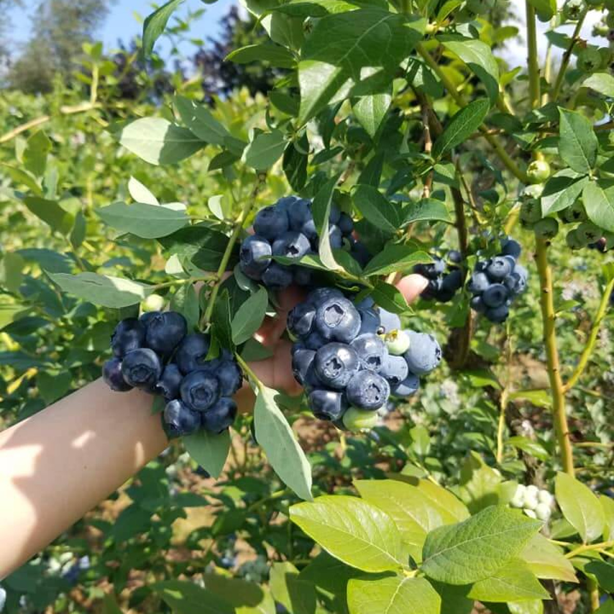 Nodaway Blues Blueberry Farm