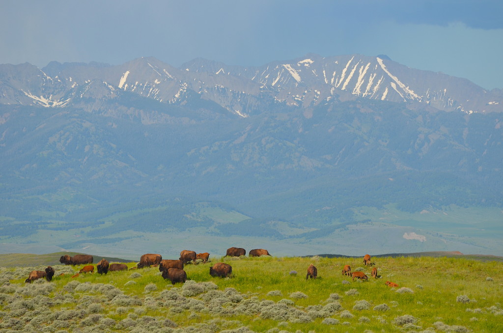 North Bridger Bison