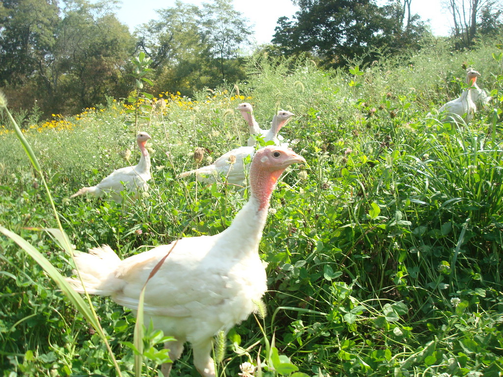 North Mountain Pastures