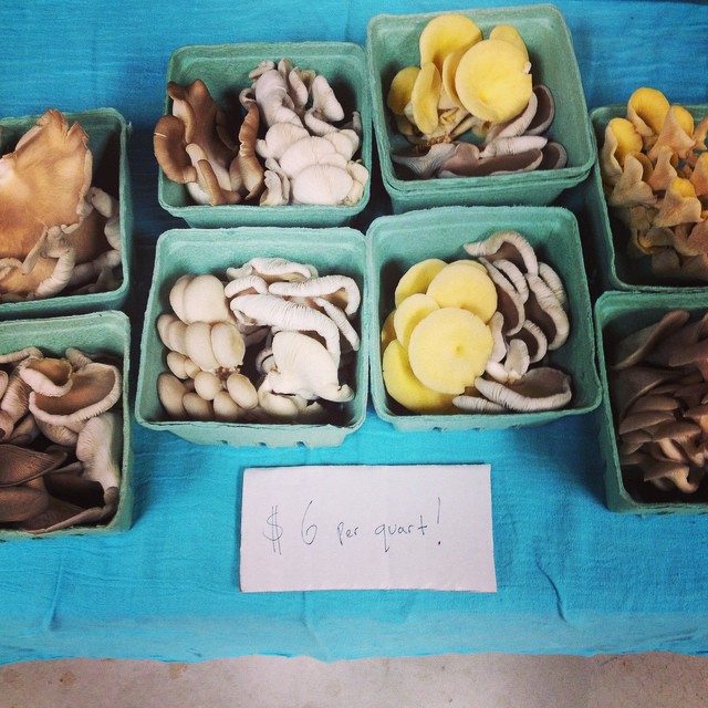 North Spore Mushrooms