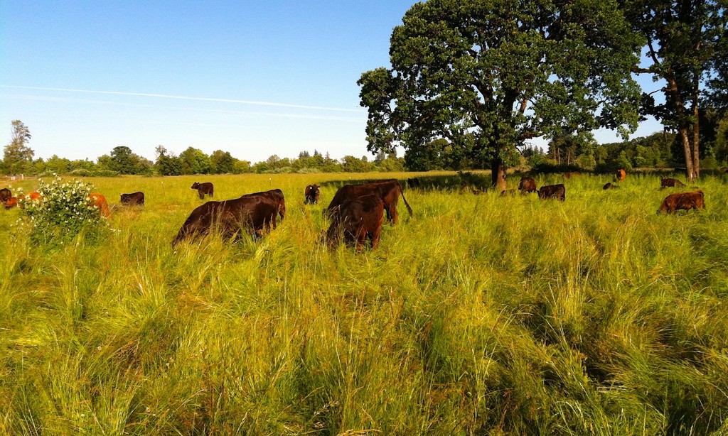 Northwest Natural Beef LLC