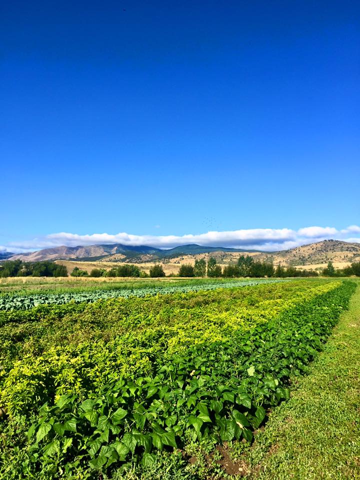 Pachamama Farm & Wellness