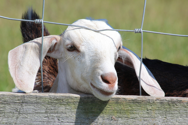 Paradox Farm Creamery