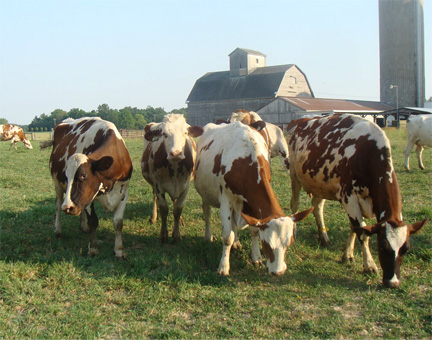 Pasture's Delights Dairy