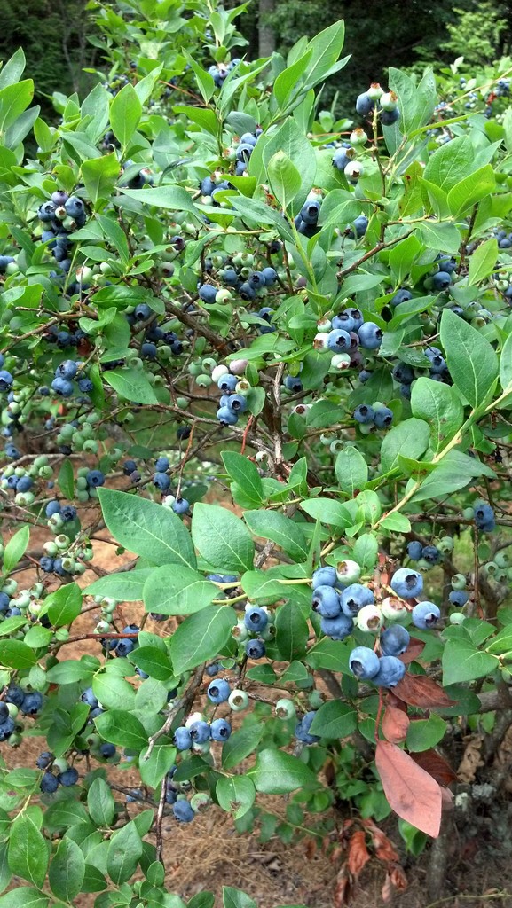 Paupack Blueberry Farm