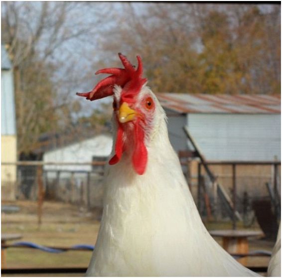 Pedazo De Cielo Farms