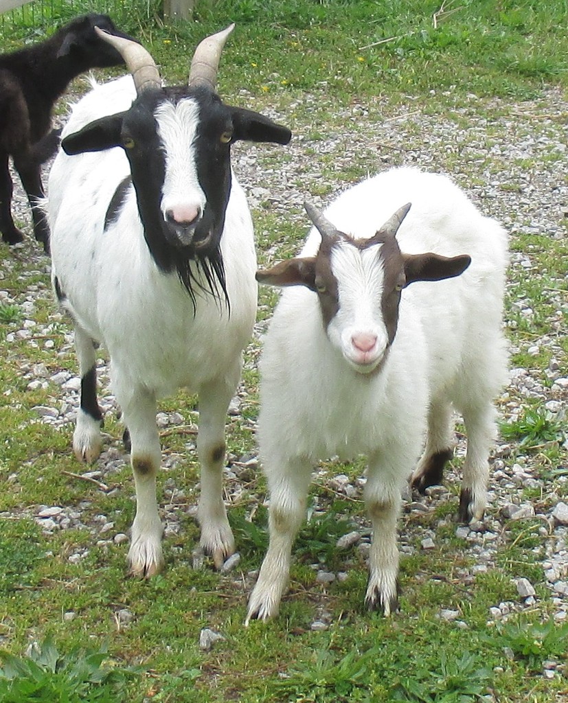 Persimmon Ridge Honey and Goat Farm