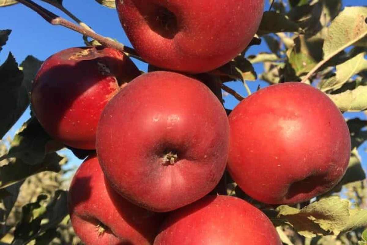 Pheasant Fields Farm