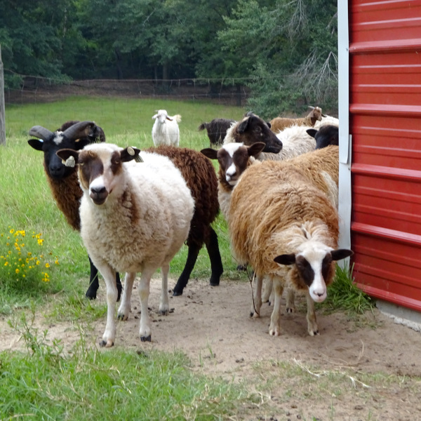 Phoenix Farm