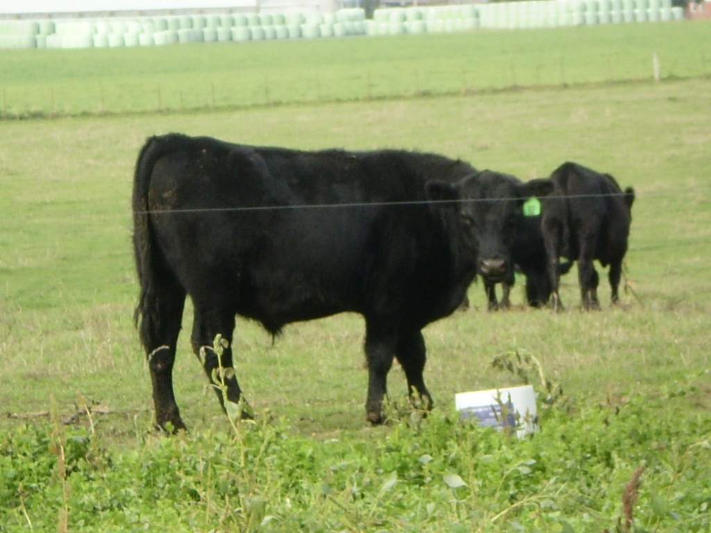 PnD Organic Beef